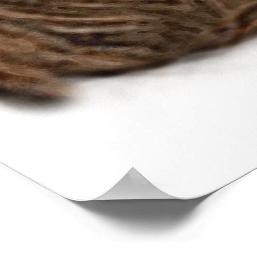 Cocker Spaniel Poster (Ecke)