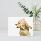 Cocker Spaniel Postkarte (Stehend Vorderseite)