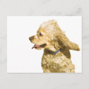Cocker Spaniel Postkarte