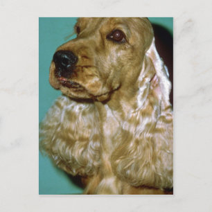 Cocker Spaniel Postkarte