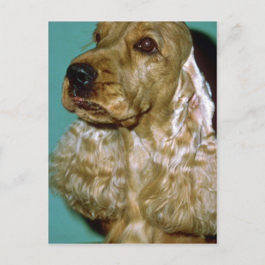 Cocker Spaniel Postkarte (Vorderseite)
