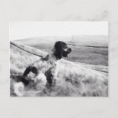 Cocker Spaniel Postkarte (Vorderseite)