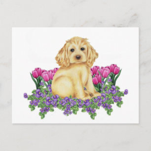 Cocker Spaniel Postkarte