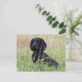 Cocker Spaniel Postkarte (Stehend Vorderseite)