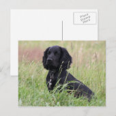 Cocker Spaniel Postkarte (Vorne/Hinten)