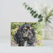 Cocker Spaniel Postkarte (Stehend Vorderseite)