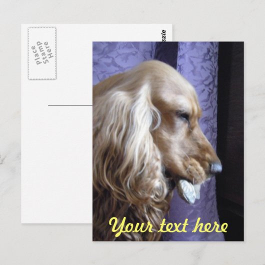 Cocker Spaniel Postkarte (Vorne/Hinten)