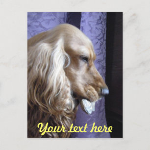 Cocker Spaniel Postkarte