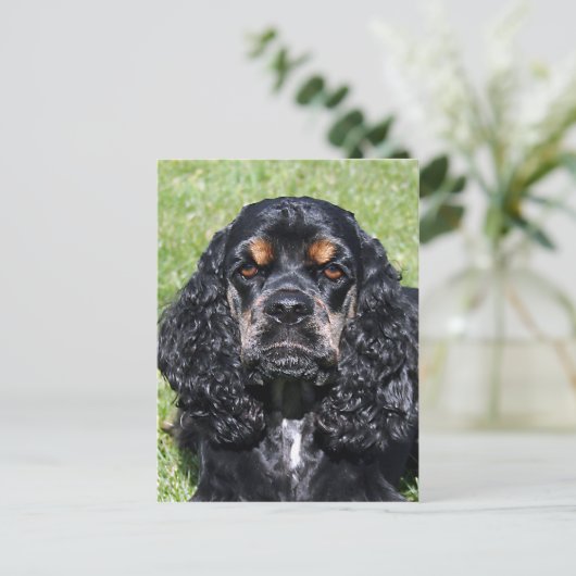 Cocker Spaniel Postkarte (Stehend Vorderseite)