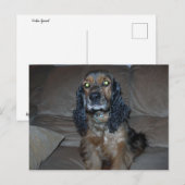 Cocker Spaniel Postkarte (Vorne/Hinten)