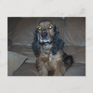 Cocker Spaniel Postkarte