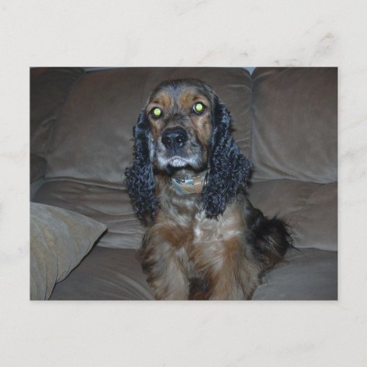 Cocker Spaniel Postkarte (Vorderseite)