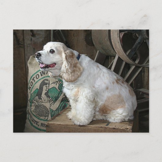 Cocker Spaniel Postkarte (Vorderseite)