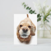 Cocker Spaniel Postkarte (Stehend Vorderseite)