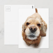 Cocker Spaniel Postkarte (Vorne/Hinten)
