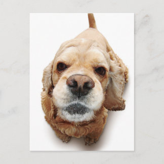 Cocker Spaniel Postkarte