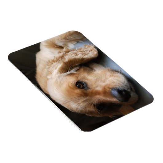 Cocker Spaniel Premium Magnet (Rechte Seite)