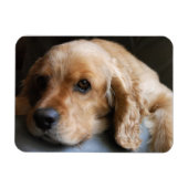 Cocker Spaniel Premium Magnet (Horizontal)