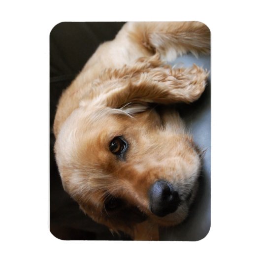 Cocker Spaniel Premium Magnet (Vertikal)