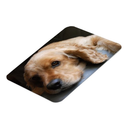 Cocker Spaniel Premium Magnet (Linke Seite)