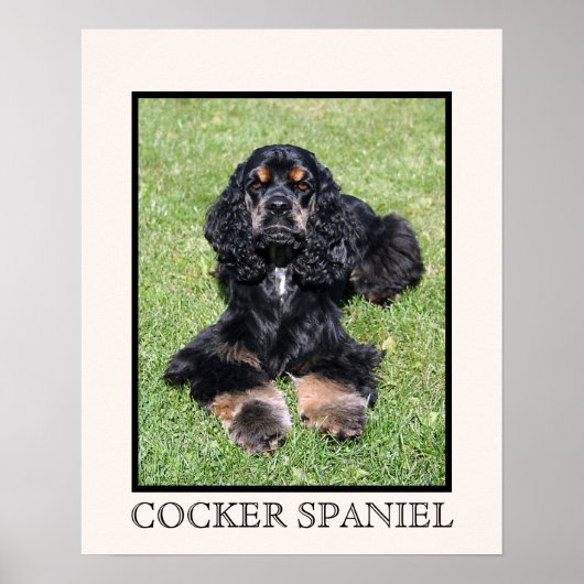 Cocker Spaniel Print Poster (Vorne)