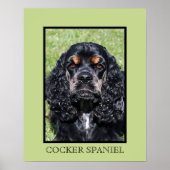 Cocker Spaniel Print Poster (Vorne)