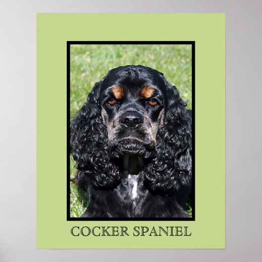 Cocker Spaniel Print Poster (Vorne)