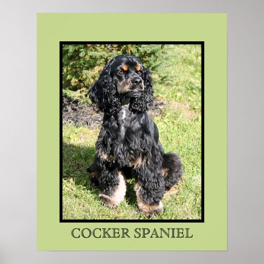 Cocker Spaniel Print Poster (Vorne)