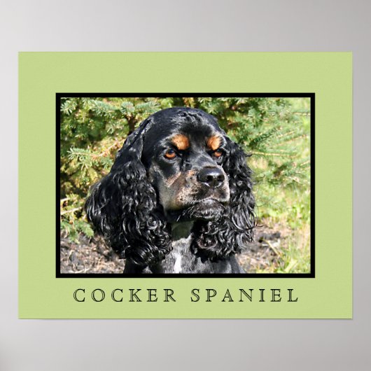 Cocker Spaniel Print Poster (Vorne)