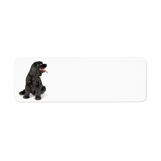 Cocker Spaniel Rücksendeadresse-Label (Vorne)