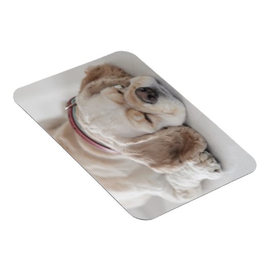 Cocker Spaniel schlafend Hund Magnet (Rechte Seite)