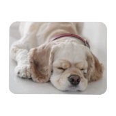 Cocker Spaniel schlafend Hund Magnet (Horizontal)