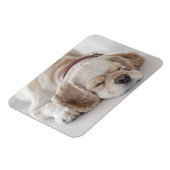 Cocker Spaniel schlafend Hund Magnet (Linke Seite)