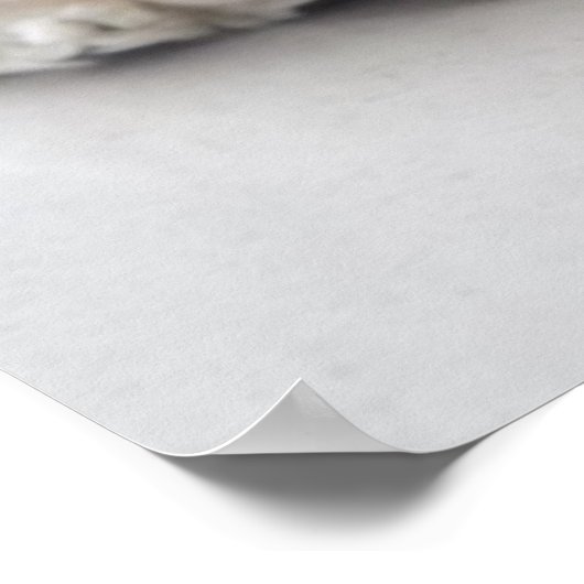 Cocker Spaniel schlafend Hund Poster (Ecke)