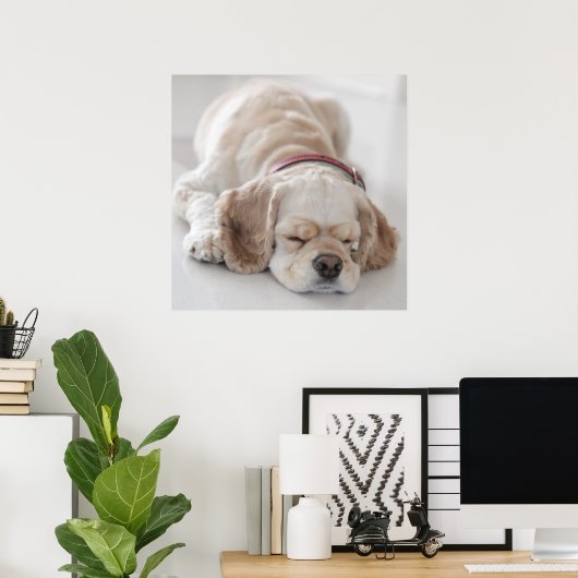 Cocker Spaniel schlafend Hund Poster (Heimbüro)
