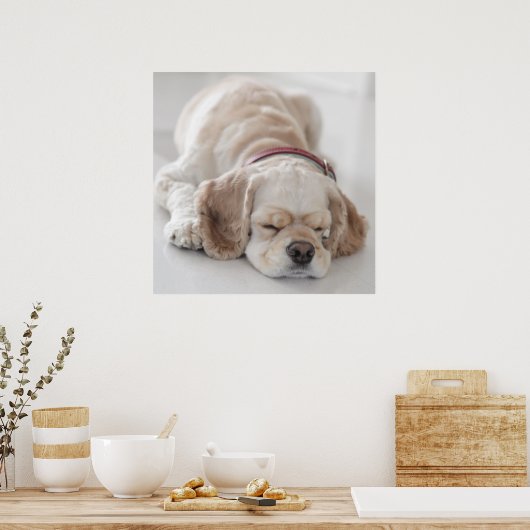 Cocker Spaniel schlafend Hund Poster (Küche)