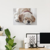 Cocker Spaniel schlafend Hund Poster (Heimbüro)