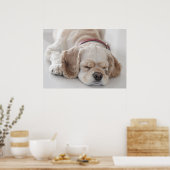 Cocker Spaniel schlafend Hund Poster (Küche)