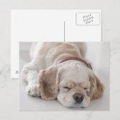 Cocker Spaniel schlafend Hund Postkarte (Vorne/Hinten)