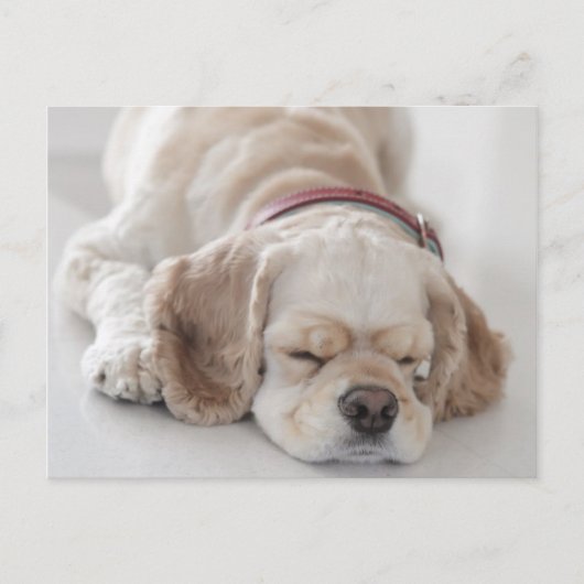 Cocker Spaniel schlafend Hund Postkarte (Vorderseite)