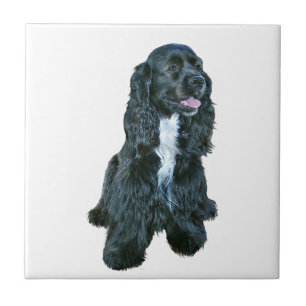 Cocker Spaniel - Schwarz #2 Fliese