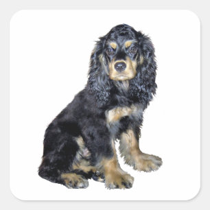 Cocker Spaniel (schwarz und braun) Quadratischer Aufkleber