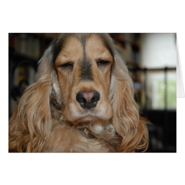 Cocker Spaniel Sushi (Vorderseite (Horizontal))