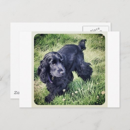 Cocker spaniel-Welpe Postkarte (Vorne/Hinten)
