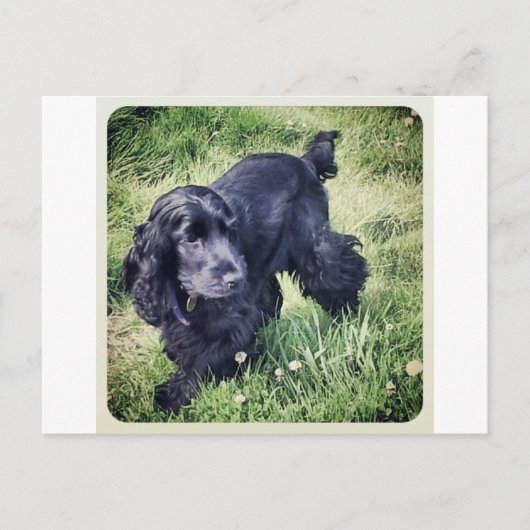 Cocker spaniel-Welpe Postkarte (Vorderseite)