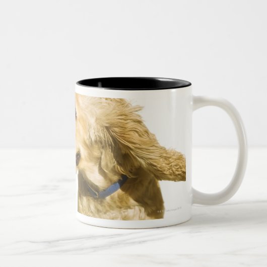 Cocker spaniel zweifarbige tasse (Rechts)