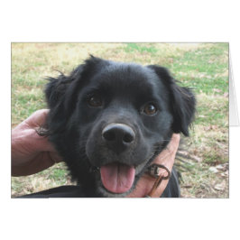 Cocker Spanische Posen für Kamera