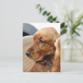 Cocker Spanischer Hund Postkarte (Stehend Vorderseite)