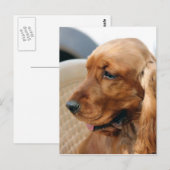 Cocker Spanischer Hund Postkarte (Vorne/Hinten)
