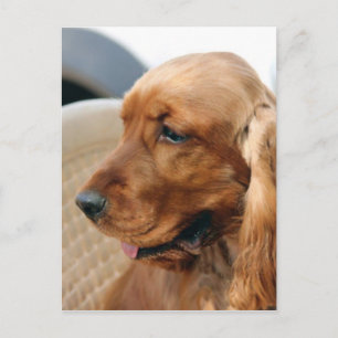Cocker Spanischer Hund Postkarte
